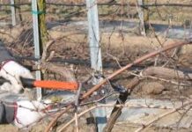 VINOGRADARSKE SVEČANOSTI U OPŠTINI KLADOVO