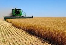 POČELA ŽETVA PŠENICE U KLJUČU