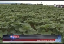 NA SINDŽENTINOM DANU POLJA U RTKOVU VIŠE OD 100 DOMAĆINA