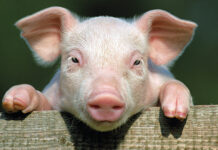 PRVENTIVOM PROTIV SVINJSKE KUGE