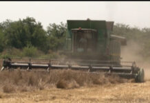 U KLJUČKOJ NIZIJI ZAVRŠENA ŽETVA OZIMOG JEČMA