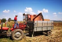 ŽETVA SUNCOKRETA U KLJUČU