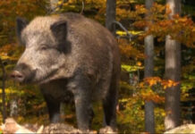 EPIDEMIJA AFRIČKE KUGE KOD DIVLJIH SVINJA U OPŠTINI KLADOVO