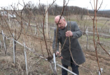 U KLADOVU OBELEŽENA VINOGRADARSKA SLAVA