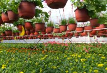 PROIZVODNJA CVEĆA ISPLATIV POSAO