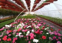 ULEPŠAJTE DANE IZOLACIJE I UŽIVAJTE U CVEĆU