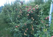 JAVNI POZIV ZA SUBVENCIJE ZASADA VOĆAKA