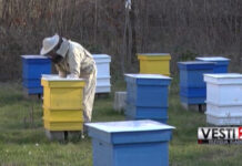 PČELE VREDNE, PRINOSI MEDA DRASTIČNO SMANJENI