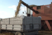 U KLJUČKOJ NIZIJI POČELA ŽETVA OZIMOG JEČMA