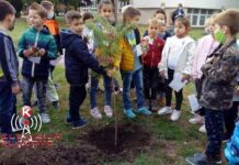 DRVO GENERACIJE KRUNA DEČIJE NEDELJE