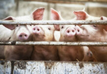 UKINUTO REŠENJE O AFRIČKOJ KUGI SVINJA U OPŠTINI KLADOVO