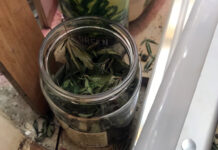 Otkrivena ilegalna labaratorija za uzgoj marihuane