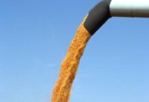 SUŠA OBRALA KUKURUZ NA POLJIMA U KLJUČKOJ NIZIJI