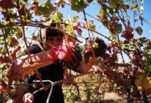 VINOGRADI ZRELI USKORO KREĆE BERBA GROŽĐA