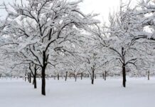 ZIMA STIŽE U UTORAK 21.DECEMBRA U 16 SATI I 59 MINUTA