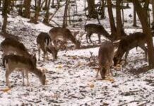 U TOKU AKCIJA PRIHRANE DIVLJAČI