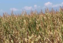 U KLJUČU SUŠA OBRALA SUNCOKRET I KUKURUZ