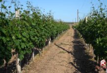 U KLJUČKOM VINOGORJU VINOVA LOZA DOBRO PODNOSI SUŠU