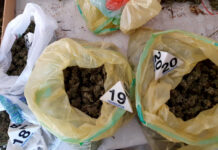 ZAPLENA 20,8 KILOGRAMA MARIHUANE U DONJEM MILANOVCU