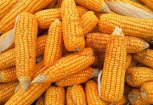 PODELA KUKURUZA IZ ROBNIH REZERVI
