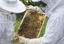 SRBIJA IMA NAJVIŠE KOŠNICA PO BROJU STANOVNIKA