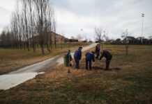 POSAĐEN CRVENOLISNI HRAST U PARKU KRAJ JEZERA