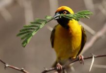 POČINJE AKCIJA „PTICE MOJE HRANILICE“