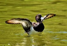 POPIS PTICA VODENIH STANIŠTA