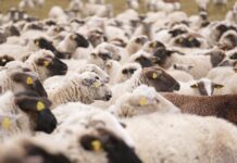 AŽURIRANJE PODATAKA O ŽIVOTINJAMA U UPRAVI ZA VETERINU