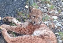 OPORAVLJENI RIS RISTA VRAĆA SE U PRIRODU