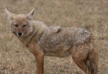 ŠAKALIJADA U GRABOVICI KOD KLADOVA