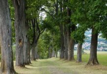 POŠUMLJAVANJE U SRBIJI