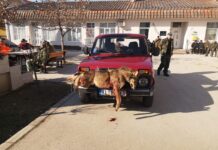 ODSTRELJENO 11 PREDATORA U GRABOVIČKOJ ŠAKALIJADI /VIDEO/