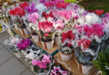 OSMOMARTOVSKI BAZAR U KLADOVU