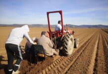 NIČE PLANTAŽA ŠIPURKA U RTKOVU /VIDEO/