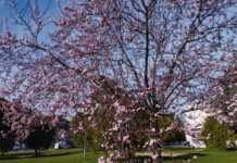 BUĐENJE RANOG PROLEĆA 20.MARTA