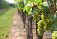 DO 20. JULA KONKURS ZA SUBVENCIJE ZA ZASADE VINOVE LOZE