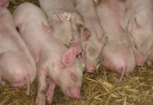 PREDUZETE INTENZIVNE MERE U BORBI PROTIV AFRIČKE KUGE SVINJA