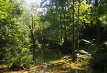 FILMOVI U KOJIMA ISTOČNA SRBIJA IGRA ZAPAŽENU ULOGU