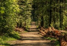 BESPRAVNA SEČA ŠUMA UNOSAN BIZNIS