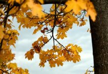 PRED KLADOVLJANIMA TOPAO JESENJI DAN