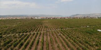 PODRŠKA MINISTARSTVA VINOGRADARIMA