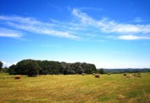 AGRARNI BUDŽET SRBIJE BIĆE 119 MILIJARDI DINARA