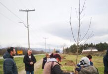 NOVIH 530 SADNICE NA DVE LOKACIJE U GRADU I U TVRĐAVI FETISLAM