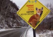 JP „NACIONALNI PARK ĐERDAP“ OBELEŽILO MIGRATORNE KORIDORE ŽIVOTINJA