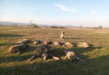 JUBILARNA 20.GRABOVIČKA ŠAKALIJADA 10.FEBRUARA