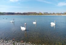 DO 30.JANUARA BROJANJE PTICA VODENIH STANIŠTA