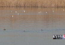 SVETSKI DAN VLAŽNIH STANIŠTA