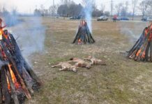 DOBAR POGLED LOVACA NA JUBILARNOJ 20.ŠAKALIJADI