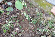 VISIBABE NAJAVLJUJU DOLAZAK PROLEĆA